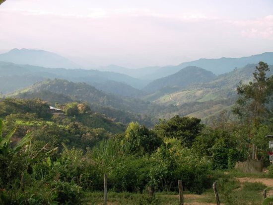 Coffee growing in Ihuamaca, Peru